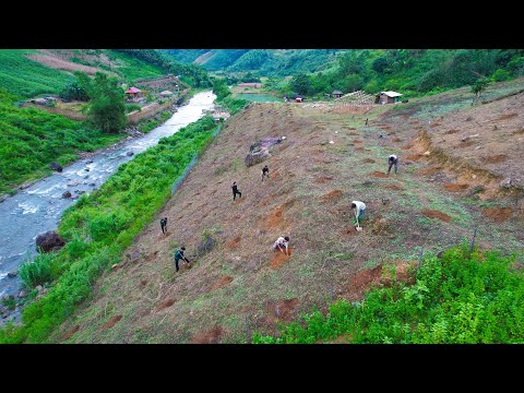 Clearing grass, digging holes to plant 500 macadamia trees - gardening - agricultural cooperation