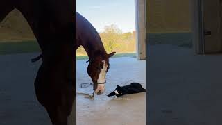 Cat love horse #cat #funny #horse #funnyanimal #funypets #funnyvideo