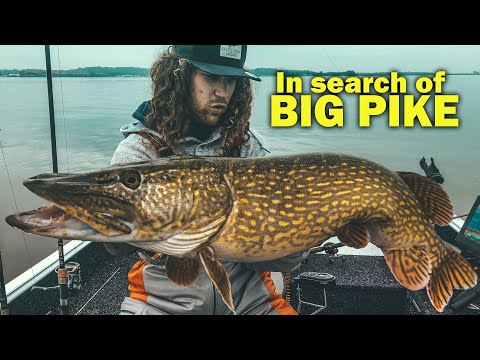 Dusk till Dawn Fishing - in search of BIG pikes