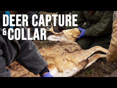 Why Biologists Are Capturing And Tracking Deer!