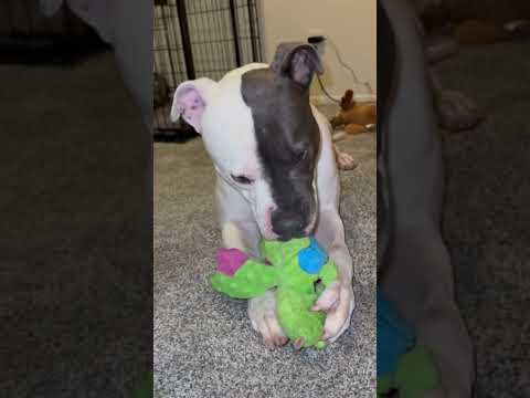 Adoptable Pittie Can't Stop Sucking On Stuffies | The Dodo