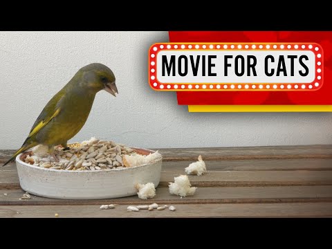 Movie for Cats - Greenfinch and Sparrows (Bird video for Cats to watch) 4K