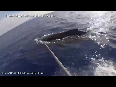 Whale entanglements in Hawaii skyrocket this season