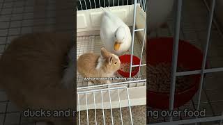 rabit and duck#animals #funy #funyanimals #short #shortvideo