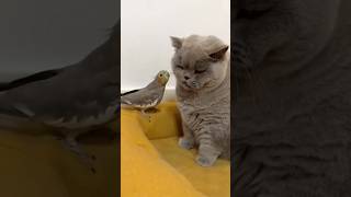 Funny animals #animals #cat #cute #fun #funny #funyanimals