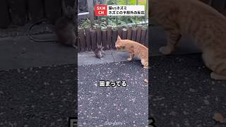 猫にパンチされたネズミの予想外な反応