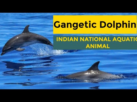 Gangetic River Dolphin | India's National Aquatic Animal