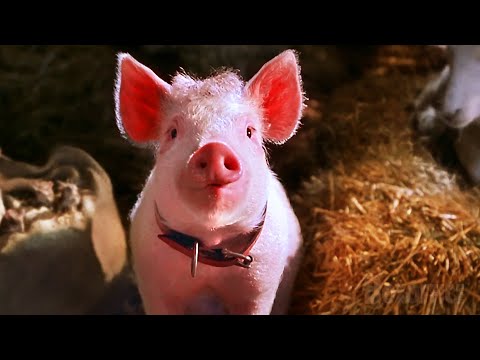 Back at the Farm | Ending Scene | Babe: Pig in the City | CLIP