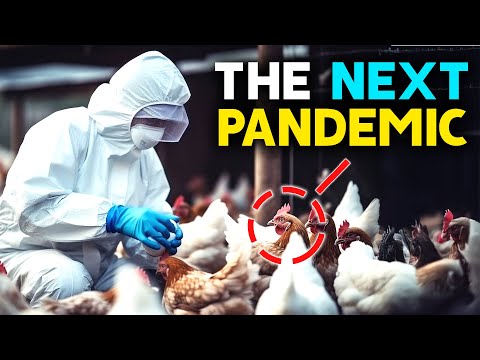 Everything you need to know about BIRD FLU