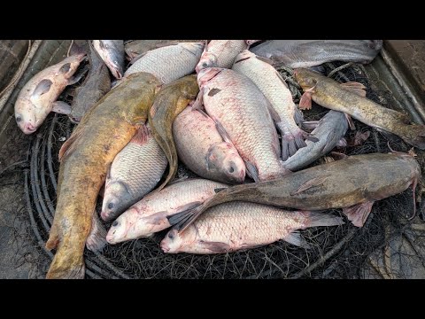 LOUISIANA Hoop Nets & HOMEMADE Fried Fish! Cast Iron Cooking On A Rocket stove!! (CATCH*CLEAN*COOK)