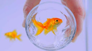 Sleep music for kids / Relaxing music for kids (Gold Fish)