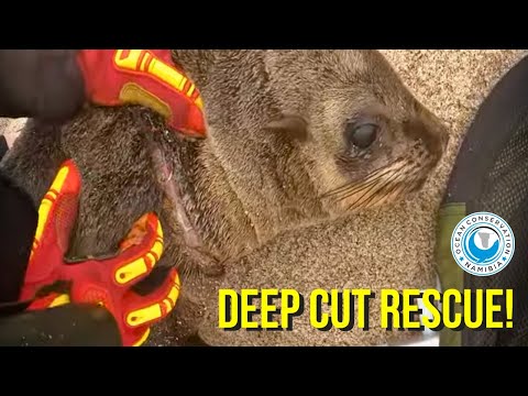 Razor-sharp Fishing Line Buried Deep – Urgent Seal Rescue at Cape Cross