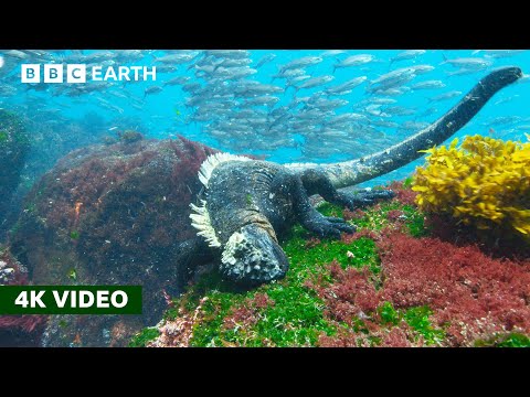 Rare Look at How Marine Iguanas Feed Underwater | 4K UHD | BBC Earth