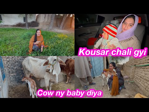 Kousar chali gyi | cow ny diya baby | Sitara yaseen village vlog