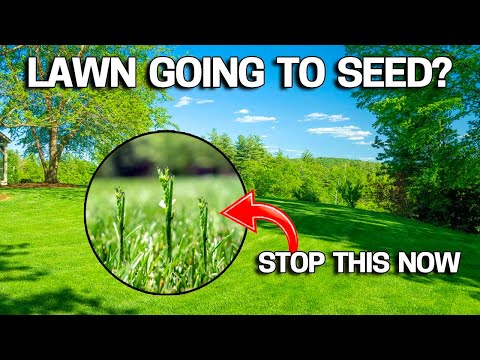 Why your LAWN is going to SEED & How to STOP it