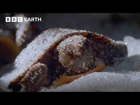 Frozen Alive! How Painted Baby Turtles Survive the Cold | BBC Earth