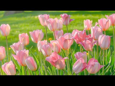 Healing music to reduce stress, fatigue, depression and negativity 🌷 Deep relaxation, Heal the mind