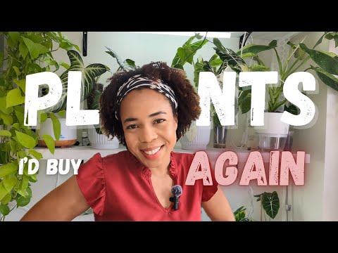 Common houseplants I would buy AGAIN