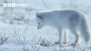 A Winter Wildlife Wonderland | BBC Earth