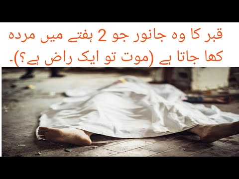 Qabar ka janwar biju jo murdy khata hai? (Qabar Ka Azaab) || Must Watch ||