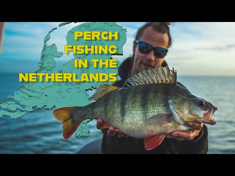 Perch fishing in The Netherlands