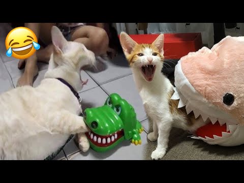 Funniest Cats Videos😂Funny Moments Cats And Dogs