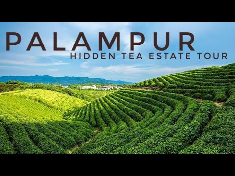 Inside Palampur's Most Iconic Tea Estate and Resort - Waah Tea Estate and Lodge