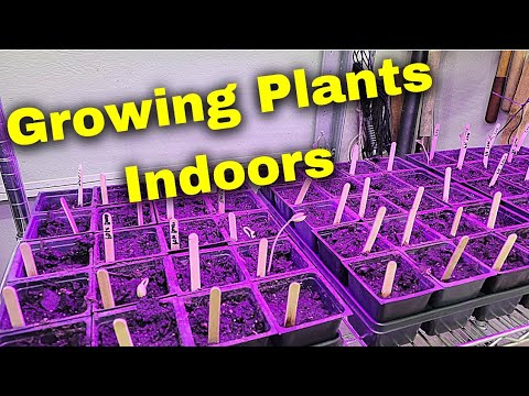 Using Grow Lights to Start Seedlings Indoors - DIY Grow Light Setup