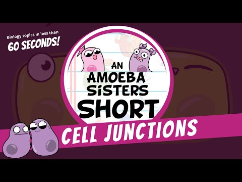 Cell Junctions - Amoeba Sisters #Shorts