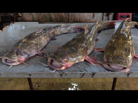 How To CLEANING FLATHEAD CATFISH MADE EASY!!! (CLEAN*COOK) Wild Ending #rocketstove