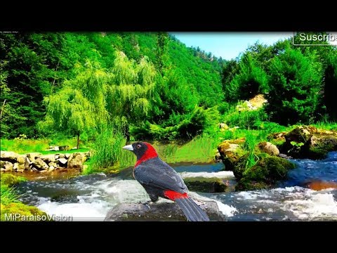 Relax 8 Hours-Calming Water Sounds-Beautiful Bird Song, Sleep-Meditation-Study-Relaxation