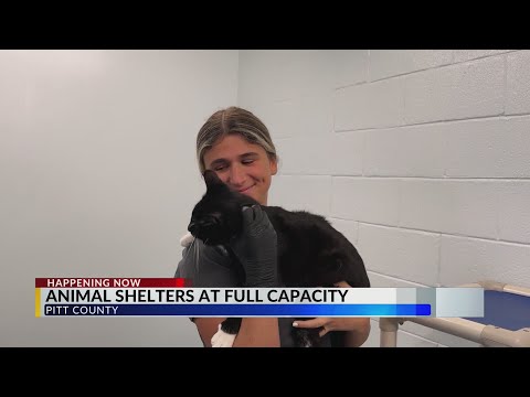 Pitt County Animal Shelter needs adoptions as they reach maximum capacity