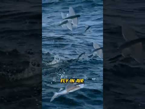 Flying Fish? Witness the Magic! #NatureWonder#WildlifeMoments