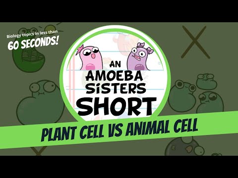 Plant vs. Animal Cell - Amoeba Sisters #Shorts