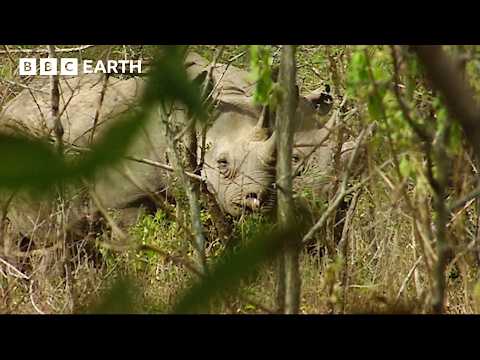 Rare Sighting: Black Rhino Family In Their Natural Habitat | BBC Earth