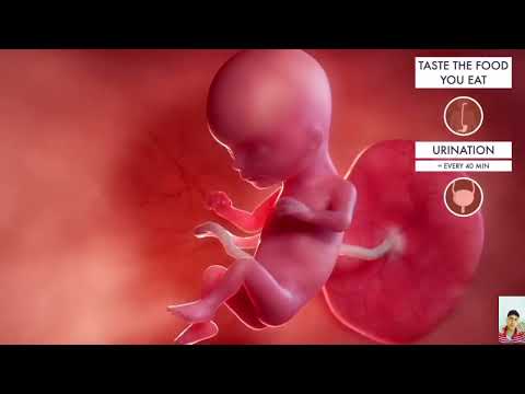 Inside The Second Trimester: 3D Pregnancy Animation