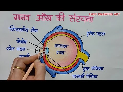 मानव आँख की संरचना का चित्र / how to draw structure of human eye