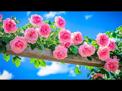 Gentle Healing Piano Music for Mind & Soul | Emotional and Spiritual Wellness with Blooming Flowers💙