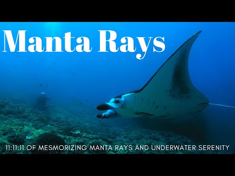 Manta Rays | 11:11:11 OF mesmerizing manta rays and underwater serenity