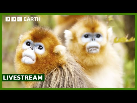 🔴 LIVE: Top 5 Monkey Moments | BBC Earth