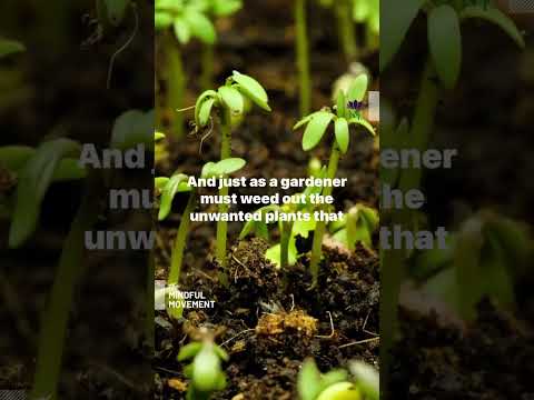 Plant The Seeds #shorts | Mindful Movement