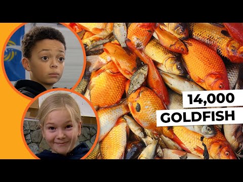 Kids discover why their town removed more than 14,000 goldfish from a pond