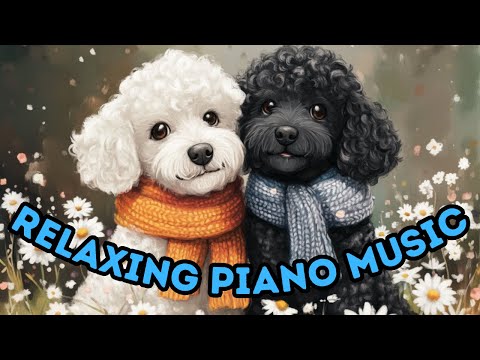 🐩🌸 Poodles In A Field Of Daisies | Relaxing Piano Music for Kids & Families 🎶