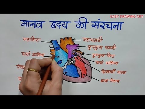 मानव हृदय की संरचना का चित्र | how to draw human heart structure | human heart science project