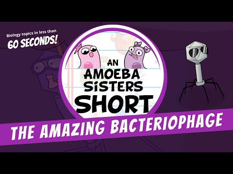 Bacteriophages - Amoeba Sisters #Shorts