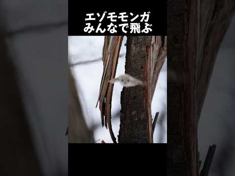 Japanese Dwarf Flying Squirrel fly #JapaneseDwarfFlyingSquirrel #shorts #JapaneseFlyinfSquirrel