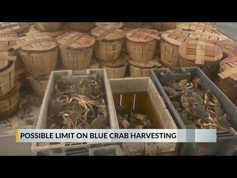 Possible limit of harvesting female crabs leaves NC fishermen concerned