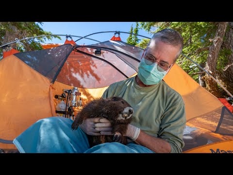 Podcast | Dr Malcolm McAdie | Wildlife Veterinarian