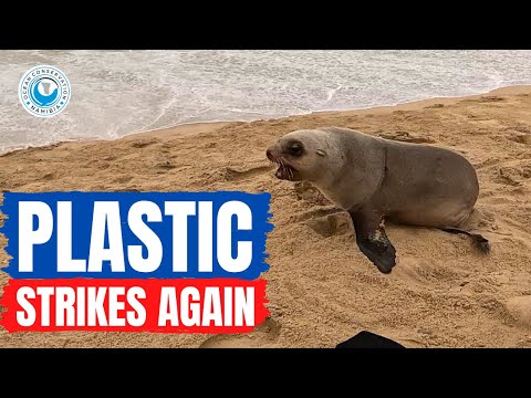 Plastic Strikes Again - Saving an Entangled Seal