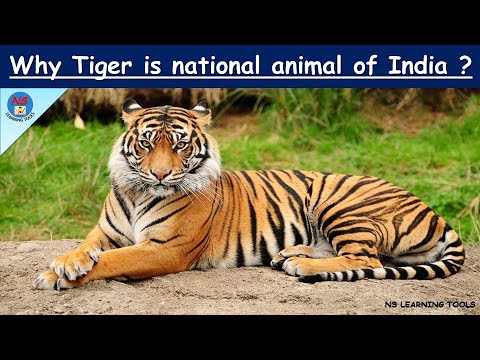 National animal of India Tiger | About National Animal Tiger | Why TIGER is national animal of India